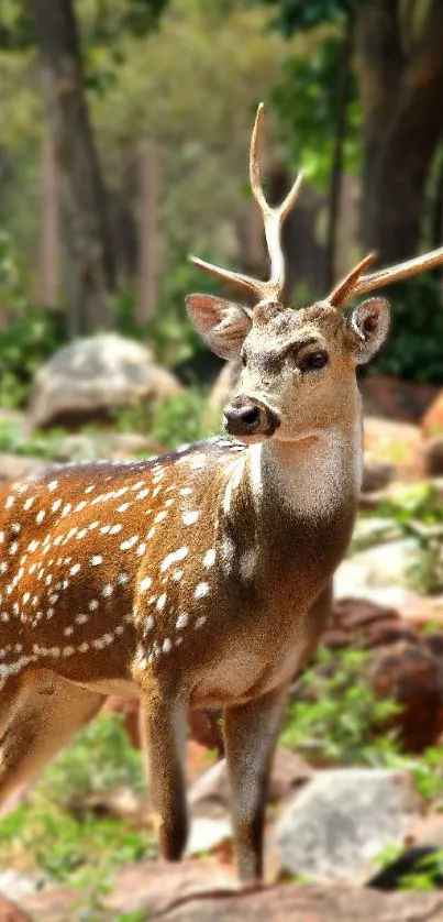 Majestic deer standing on rocky terrain in a forest.