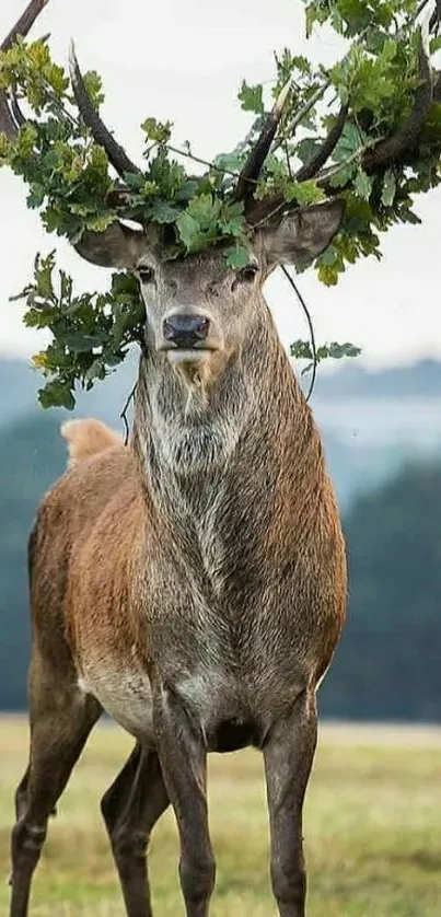 Majestic deer with antlers and greenery in natural setting