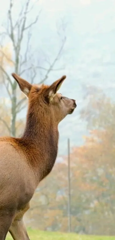 Majestic deer standing in a tranquil nature setting with soft light and trees.