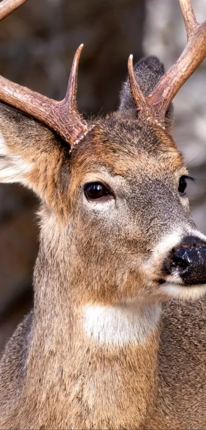 Close-up of a majestic deer in nature.
