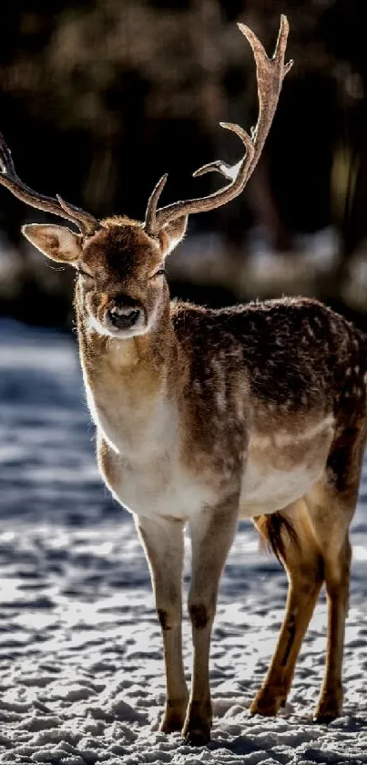 A majestic deer with antlers standing in a snowy field.