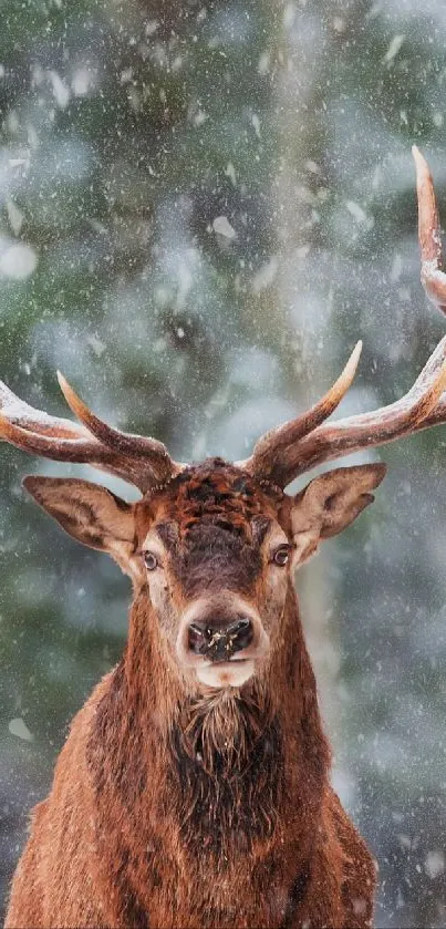 Majestic deer in snowy forest, close-up view.