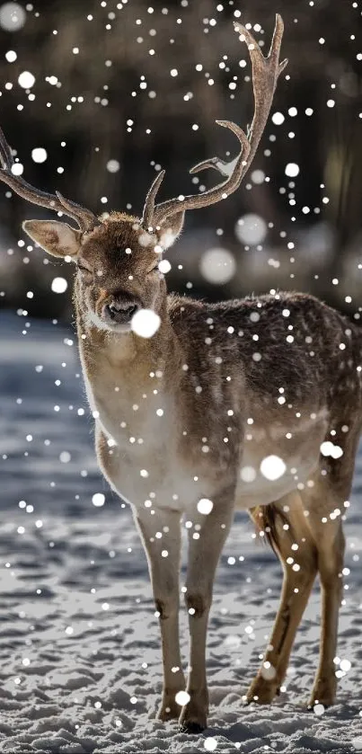 Majestic deer on snowy ground with antlers in a serene winter landscape.