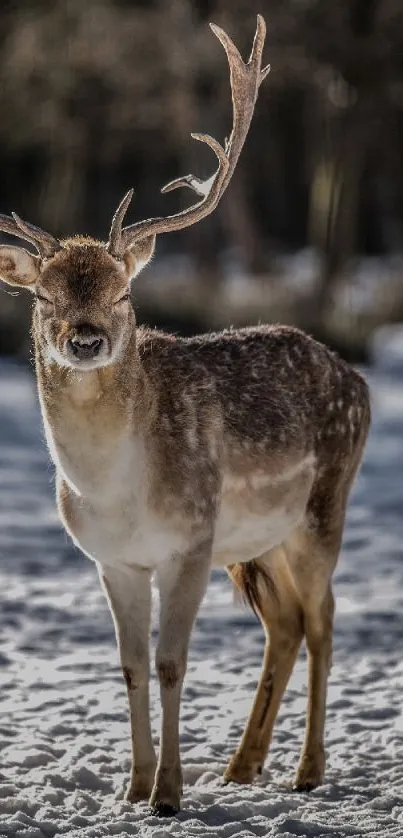 Majestic deer standing on snowy ground with antlers raised high.