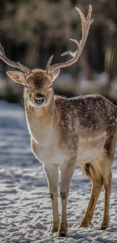 Majestic deer standing in snowy landscape with antlers prominent.