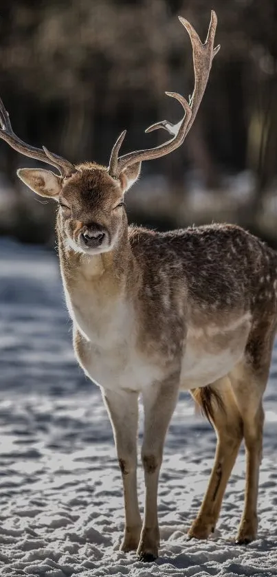 Majestic deer standing in sunlit snowy background, showcasing nature's beauty.