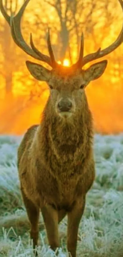 Majestic deer stands in frosty field at sunrise, with glowing orange sky.