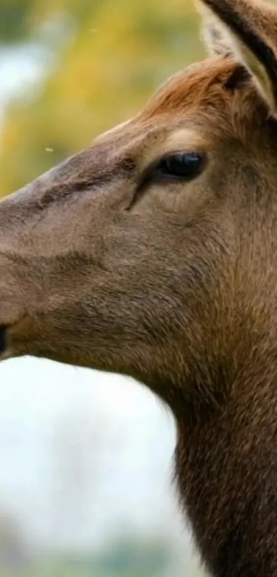 Profile of a deer in a peaceful nature setting.