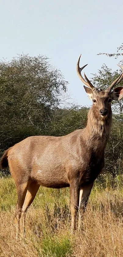 Majestic deer standing in lush meadow.