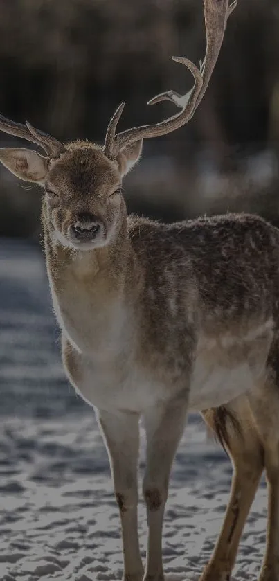 Majestic deer in snowy winter landscape, perfect for mobile wallpaper.