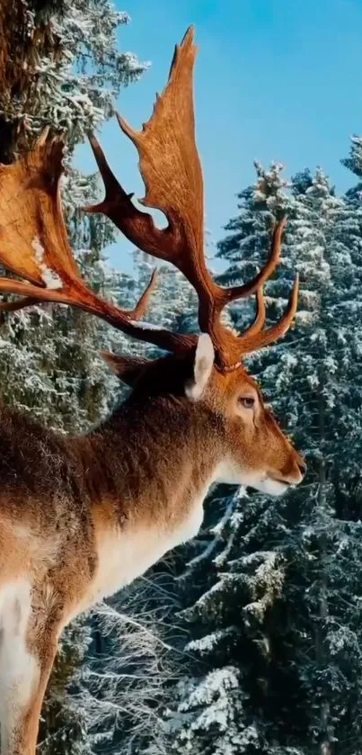 Deer standing in a snowy forest with clear blue sky.