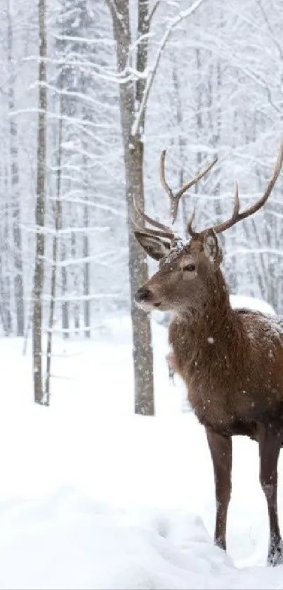Majestic deer standing in snowy forest landscape.