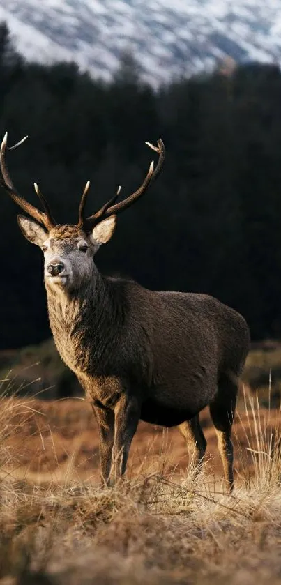 Majestic stag standing in a forest landscape, embodying natural beauty.