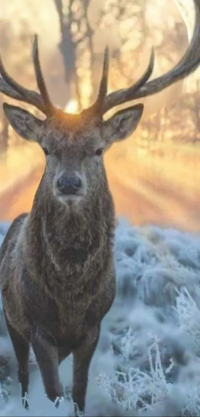 Majestic deer in frosty winter landscape with morning sunlight.