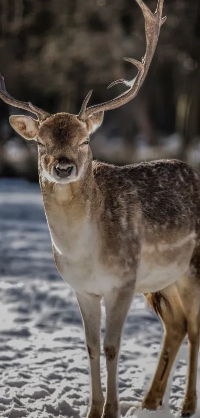 Majestic deer standing in a snowy landscape with antlers.