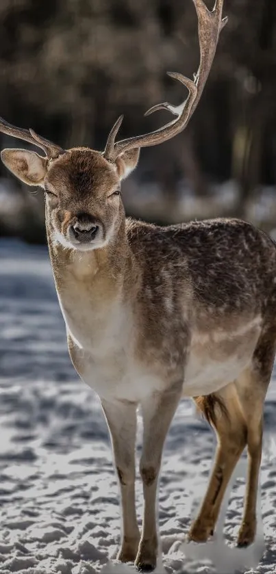 Majestic deer standing in a snowy winter landscape.