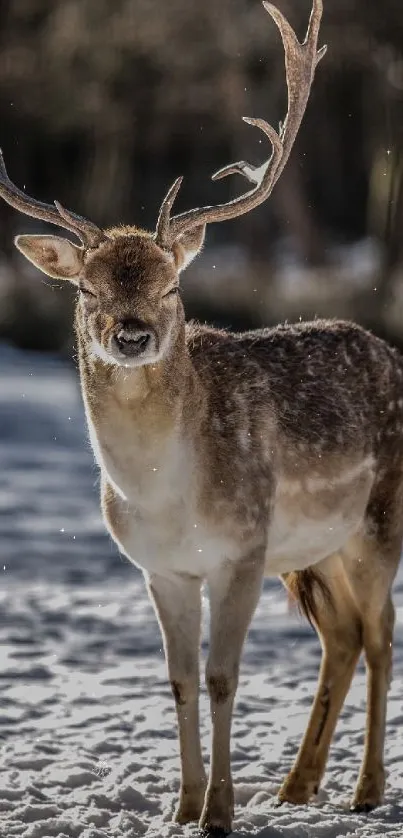 Majestic deer standing in snowy landscape with antlers.