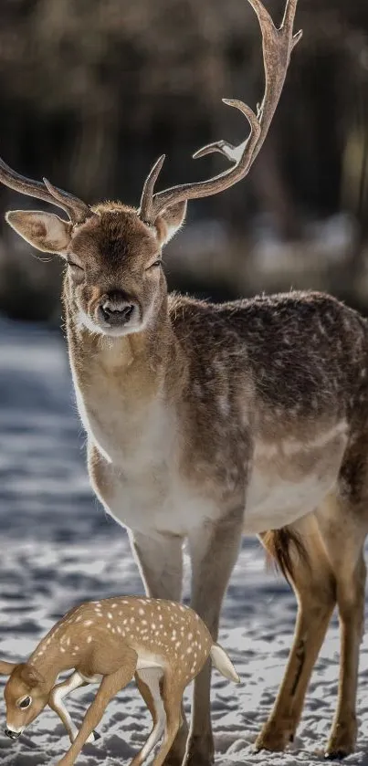 Majestic deer in snowy forest wallpaper.