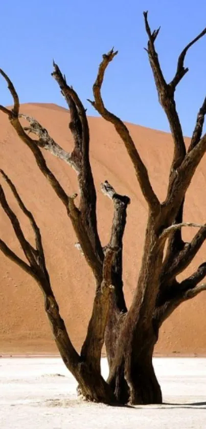 Lone tree stands in desert landscape with sand dunes in the background.