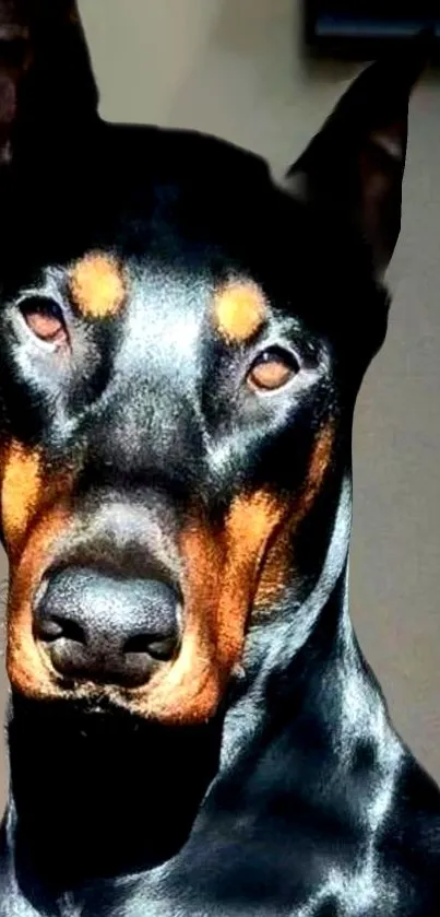 Majestic Doberman with black and tan hues in a captivating portrait.