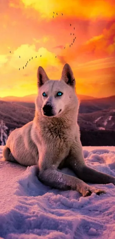 Dog laying on snowy mountains with a vibrant sunset sky.