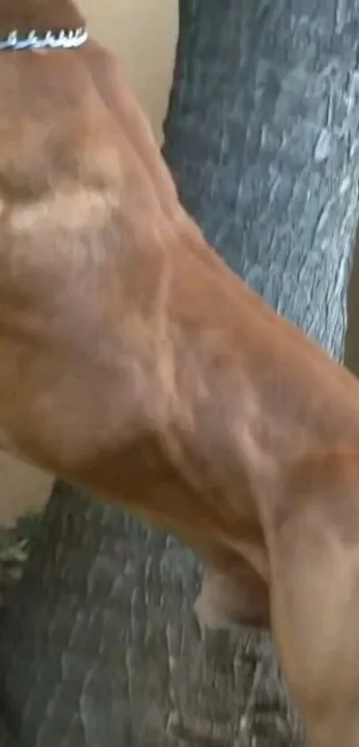 Dog standing against a tree with textured bark.