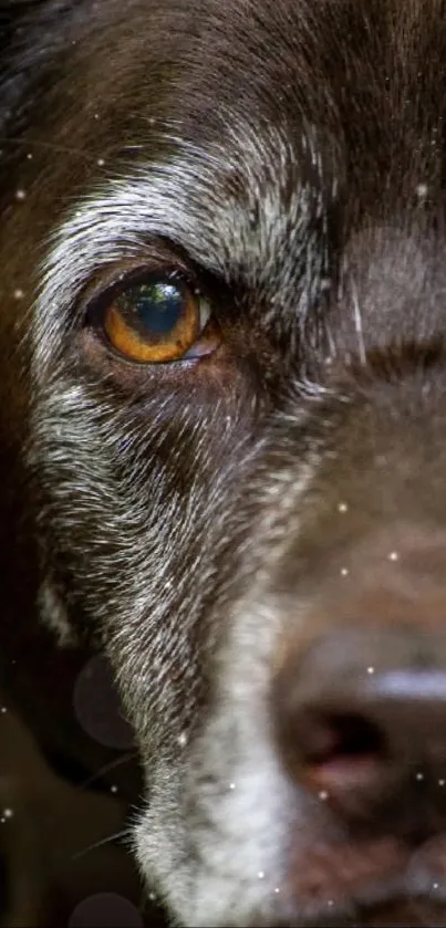 Close-up of a dog's eye with detailed fur texture.
