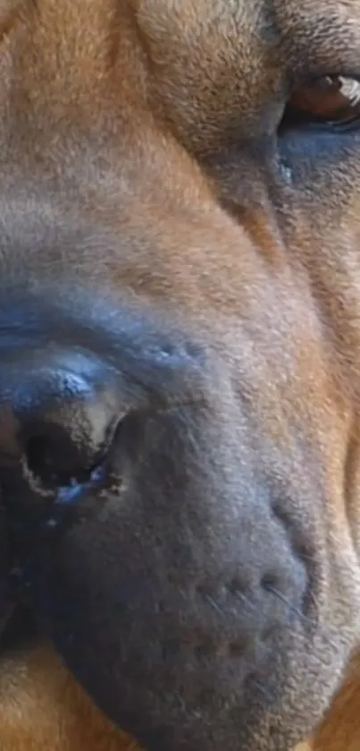 Close-up of a dog's face in detailed wallpaper.