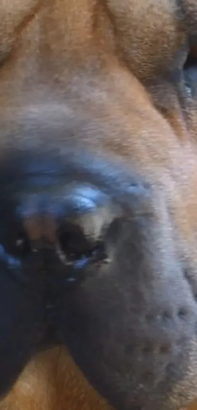 Close-up of a majestic dog's face in high definition.