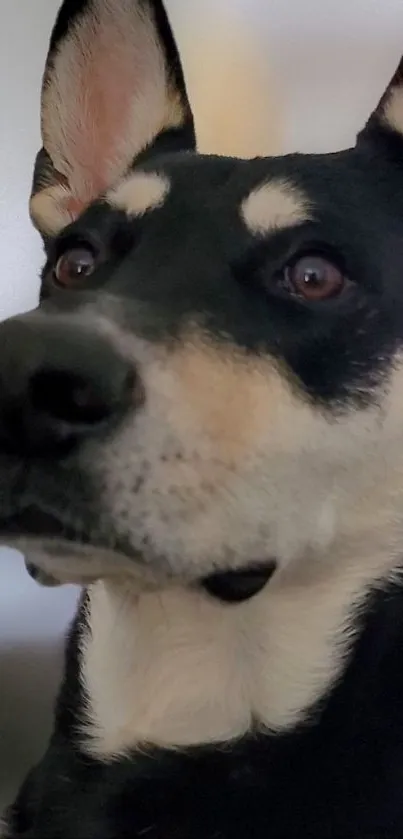 Close-up of a majestic dog with striking black and white fur.