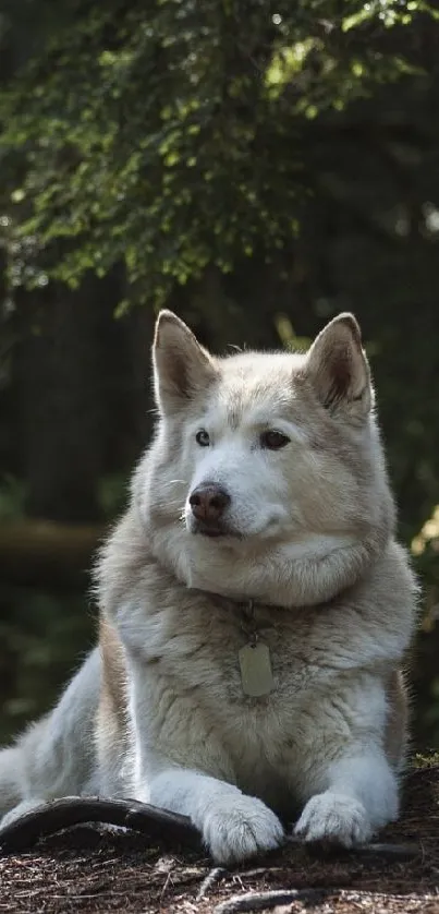 Majestic dog relaxing in a lush, green forest setting.