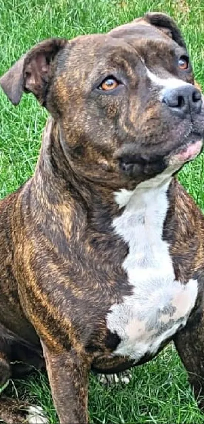 Brindle dog sitting on lush green grass.