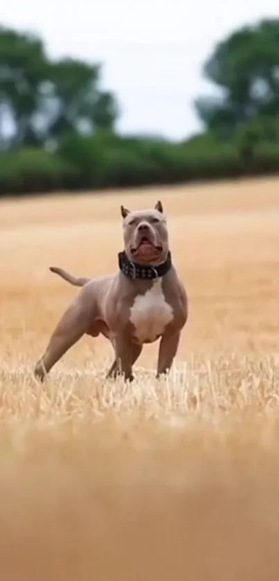 Majestic dog standing confidently in a vast field.