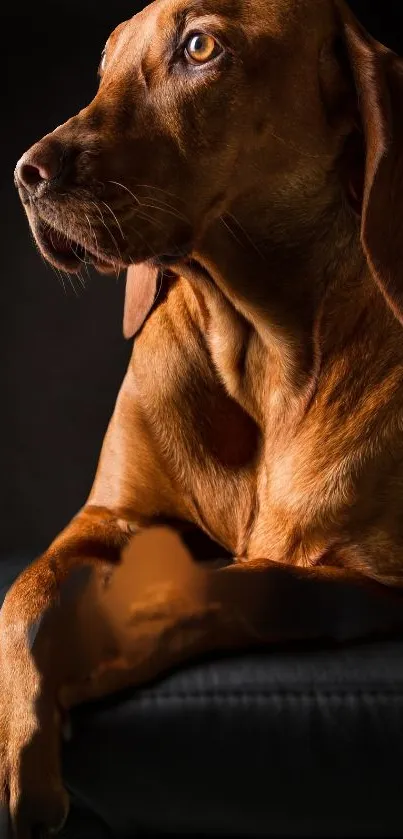 Majestic brown dog in profile against a dark background.