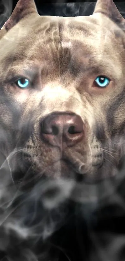 A majestic dog with icy blue eyes against a smoky gray background.