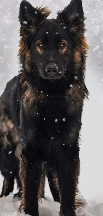 Majestic black dog standing in snowfall with a serene backdrop.