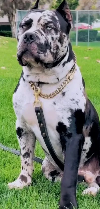 Majestic dog sitting on a vibrant green lawn, exuding elegance and strength.