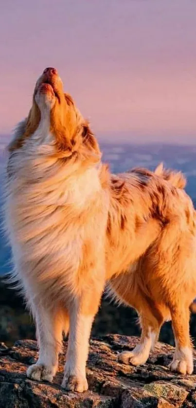 Majestic dog standing on mountain peak at sunset.