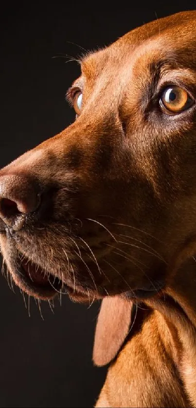 Close-up portrait of a brown dog with a dark background, highlighting its details.