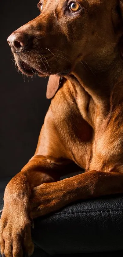 Majestic dog with a brown coat, resting gracefully on a dark background.