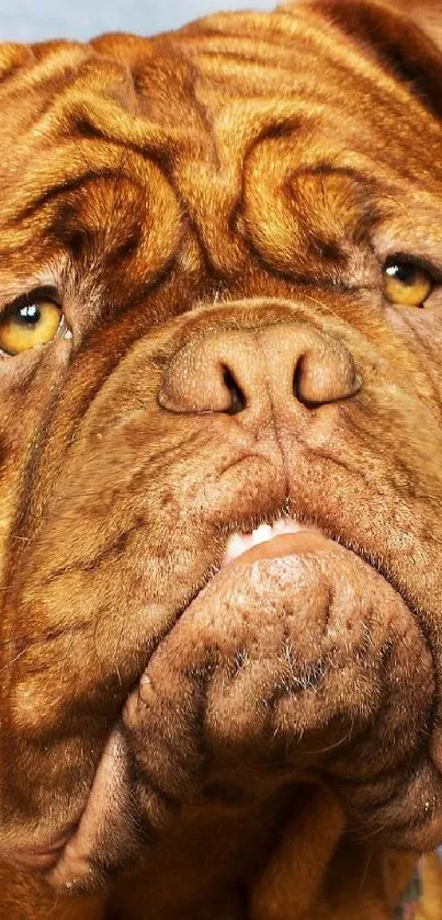 Majestic dog portrait on a blue background wallpaper.