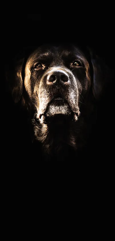 Majestic dog face in dark portrait wallpaper.