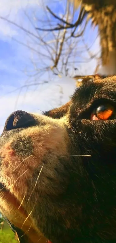 Close-up view of a dog's face against a blue sky.