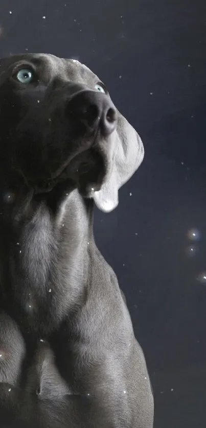 Weimaraner dog in space under starry sky wallpaper.