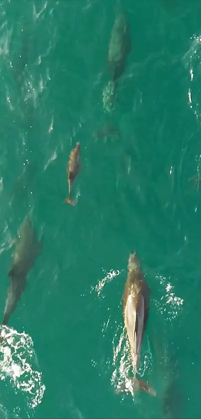 Dolphins gracefully swimming in clear turquoise ocean water.