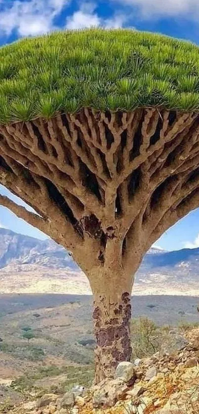 Dragon's blood tree against a blue sky landscape mobile wallpaper.