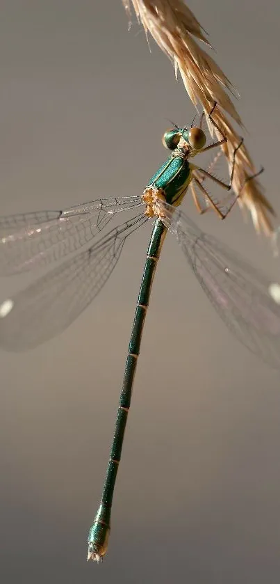 Close-up of dragonfly perched on wheat grain.