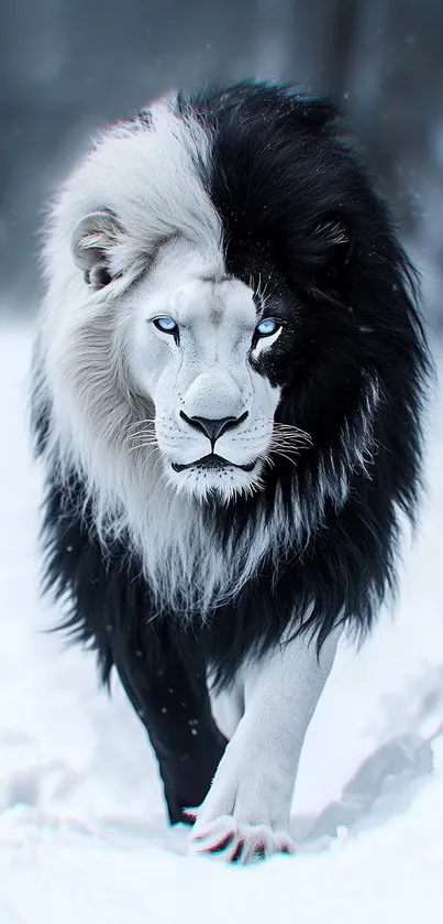 Majestic dual-toned lion walking through snow.