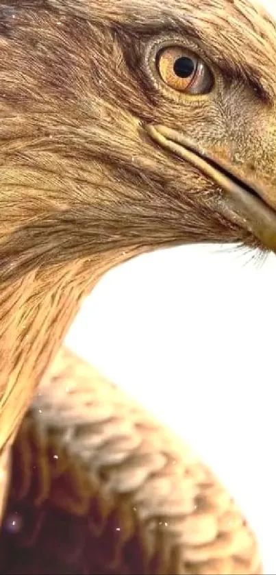 Close-up of a majestic eagle's face and feathers in brown tones.