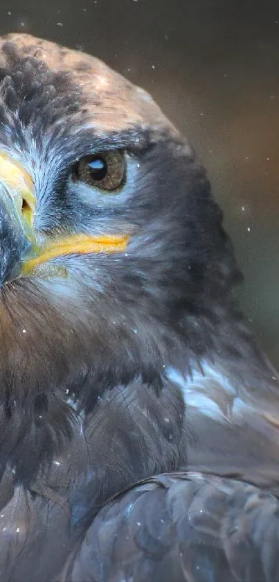 Close-up of a majestic eagle with intense gaze on dark background.